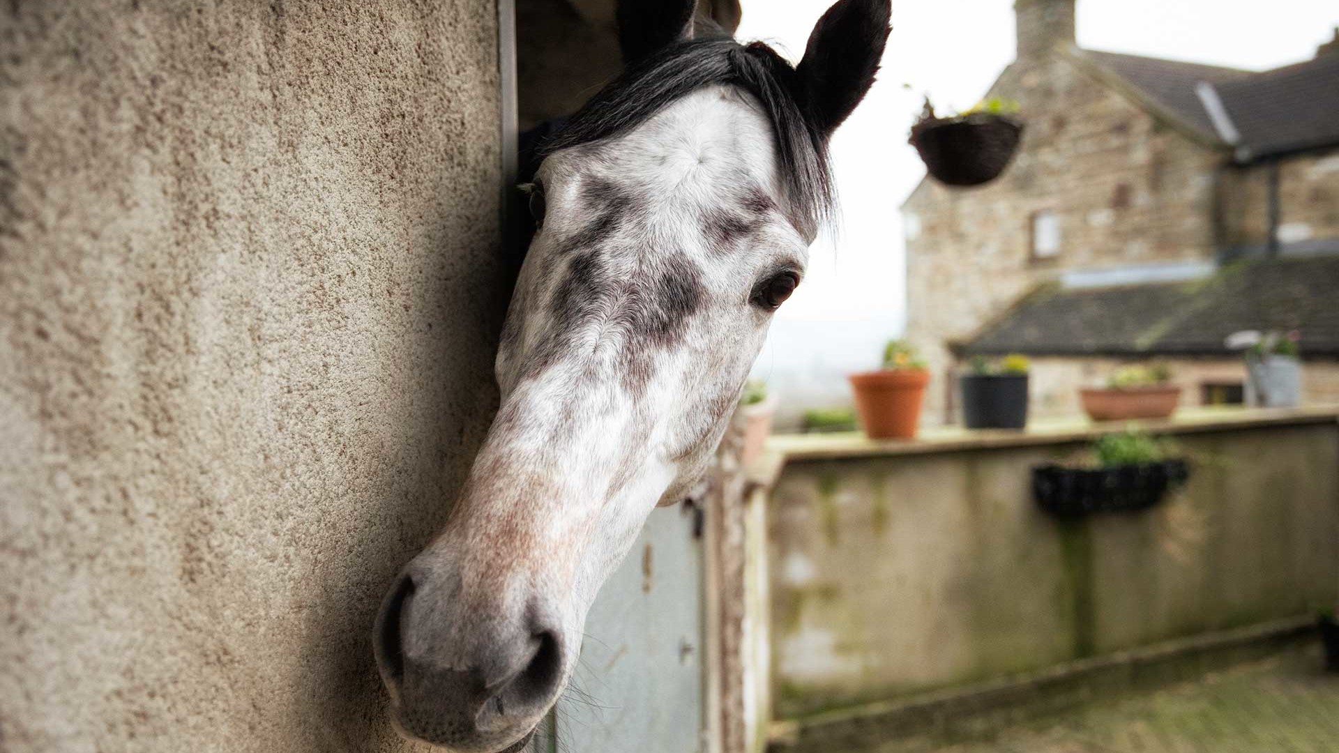 Changes to Equine Sampling Kits and EHV Vaccinations for France Galop